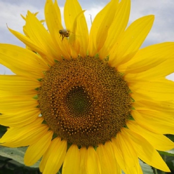 Tall Sunflower Seed