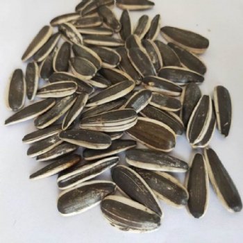 Tall Sunflower Seed