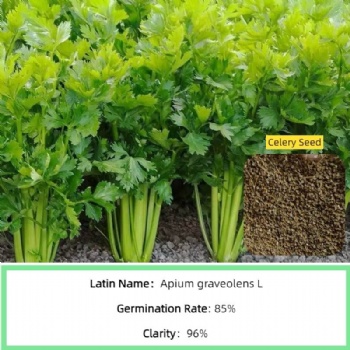 Celery Seed