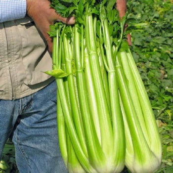 Celery Seed