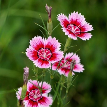 Dianthus Seeds
