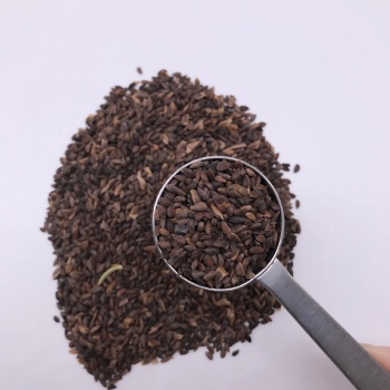 Asperata Seeds