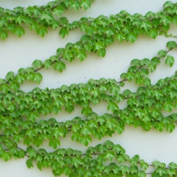 Ivy Seed