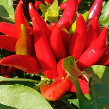 Small Hot Pepper Seed
