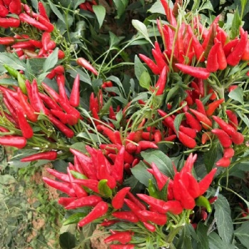 Small Hot Pepper Seed
