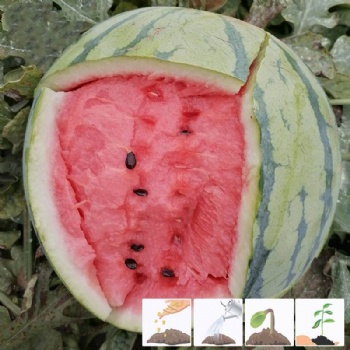 Watermelon Seed