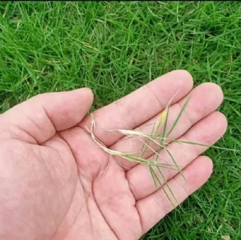 Zoysia Seeds