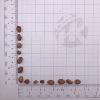Bayberry Seeds