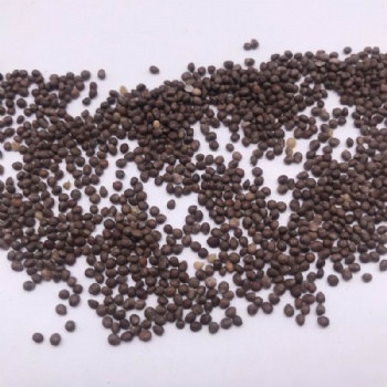 Green Perilla Seeds