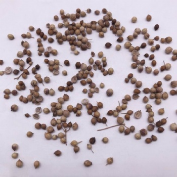 Cumin Seeds