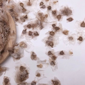 Yellow Tabebuia Seed