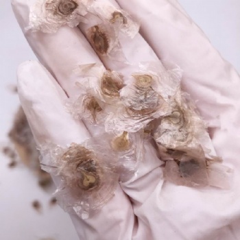 Yellow Tabebuia Seed