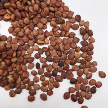 Cassia Bakeriana Seeds
