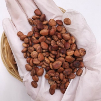Cassia Bakeriana Seeds